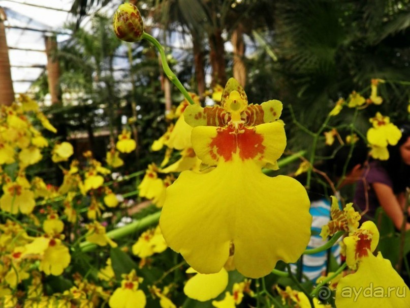 Шалом, Израиль! Часть 8. Парк орхидей "Утопия".