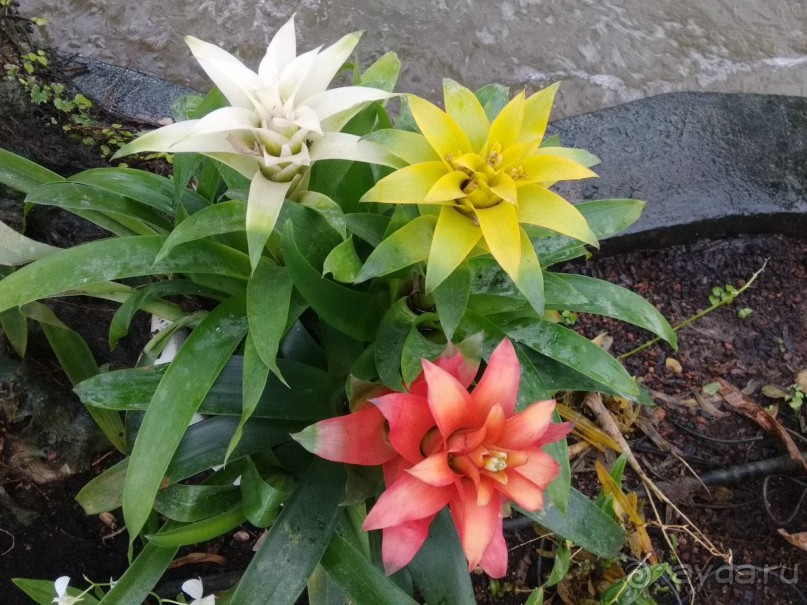 Альбом отзыва "Шалом, Израиль! Часть 8. Парк орхидей "Утопия"."