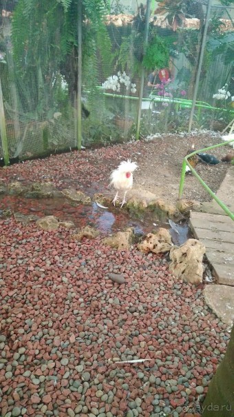 Альбом отзыва "Шалом, Израиль! Часть 8. Парк орхидей "Утопия"."