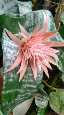 Шалом, Израиль! Часть 8. Парк орхидей "Утопия".