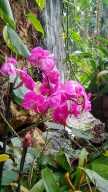 Шалом, Израиль! Часть 8. Парк орхидей "Утопия".