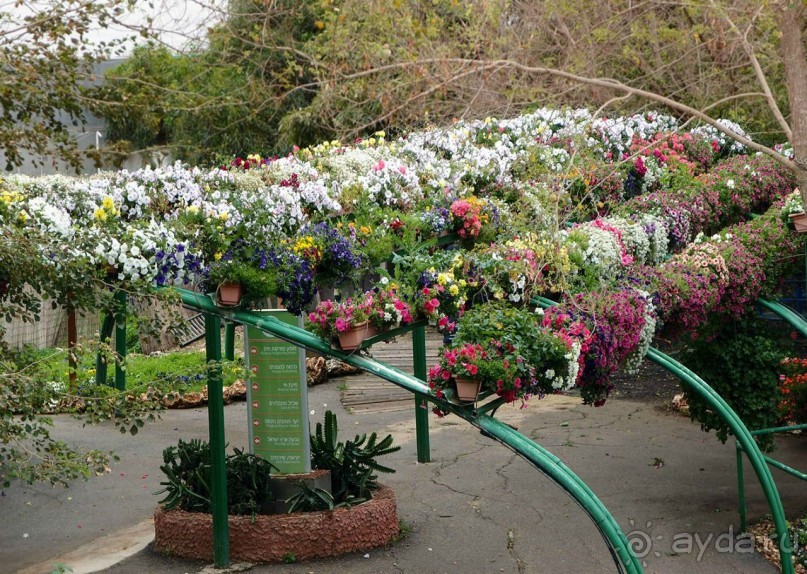 Шалом, Израиль! Часть 8. Парк орхидей "Утопия".