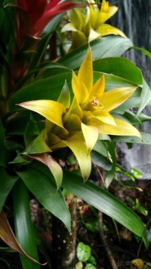 Шалом, Израиль! Часть 8. Парк орхидей "Утопия".