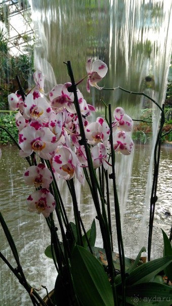 Шалом, Израиль! Часть 8. Парк орхидей "Утопия".