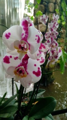 Шалом, Израиль! Часть 8. Парк орхидей "Утопия".