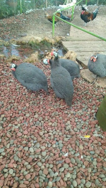 Альбом отзыва "Шалом, Израиль! Часть 8. Парк орхидей "Утопия"."