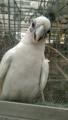 Шалом, Израиль! Часть 8. Парк орхидей "Утопия".