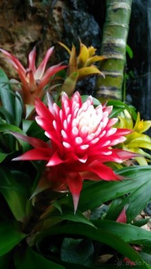 Шалом, Израиль! Часть 8. Парк орхидей "Утопия".