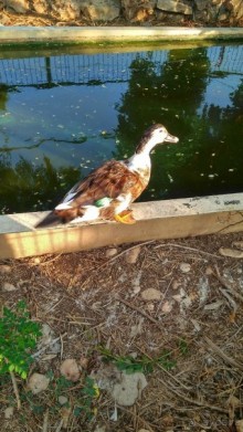 Шалом, Израиль! Часть 8. Парк орхидей "Утопия".