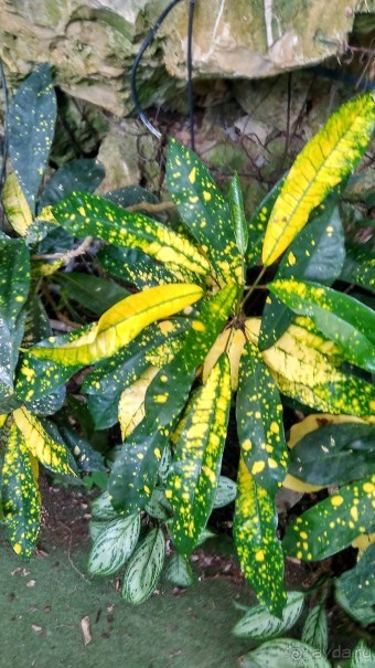 Шалом, Израиль! Часть 8. Парк орхидей "Утопия".