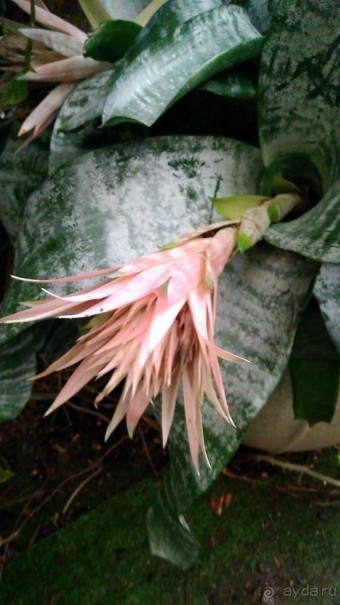 Шалом, Израиль! Часть 8. Парк орхидей "Утопия".