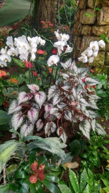 Альбом отзыва "Шалом, Израиль! Часть 8. Парк орхидей "Утопия"."