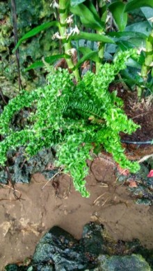 Шалом, Израиль! Часть 8. Парк орхидей "Утопия".