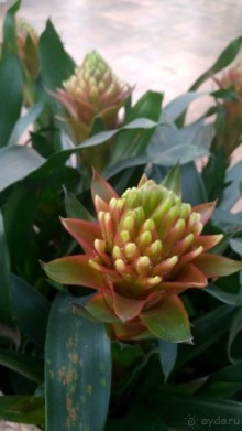 Альбом отзыва "Шалом, Израиль! Часть 8. Парк орхидей "Утопия"."