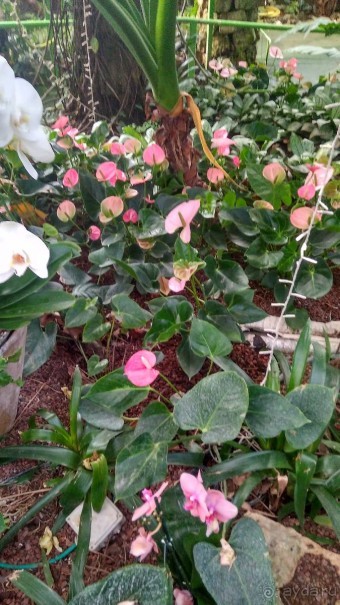 Альбом отзыва "Шалом, Израиль! Часть 8. Парк орхидей "Утопия"."