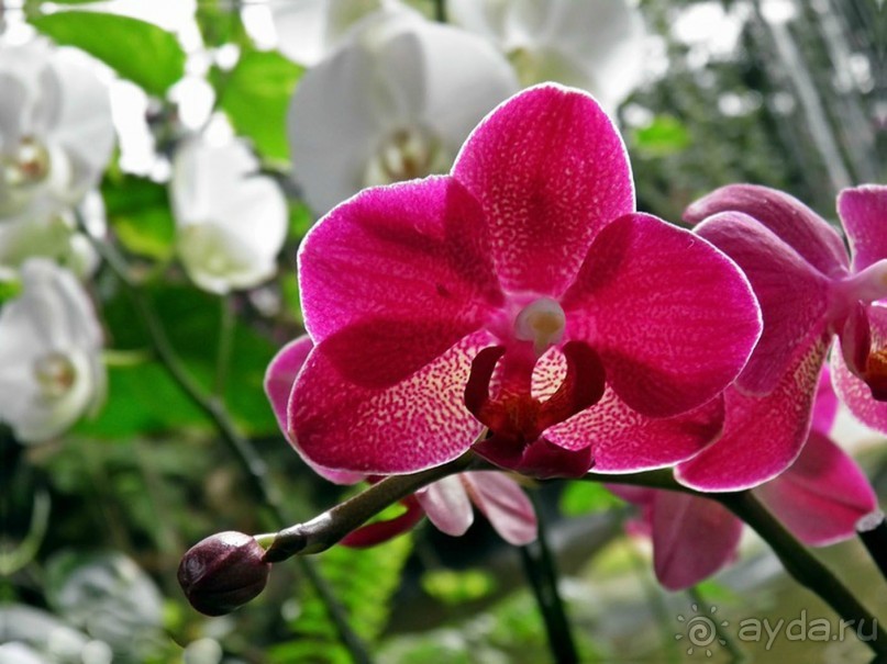 Шалом, Израиль! Часть 8. Парк орхидей "Утопия".