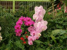 Шалом, Израиль! Часть 8. Парк орхидей "Утопия".