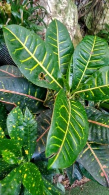 Шалом, Израиль! Часть 8. Парк орхидей "Утопия".