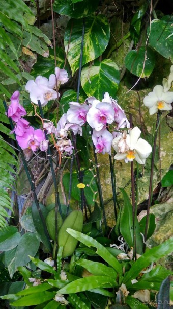 Шалом, Израиль! Часть 8. Парк орхидей "Утопия".