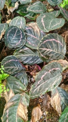 Альбом отзыва "Шалом, Израиль! Часть 8. Парк орхидей "Утопия"."