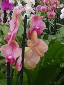 Альбом отзыва "Шалом, Израиль! Часть 8. Парк орхидей "Утопия"."