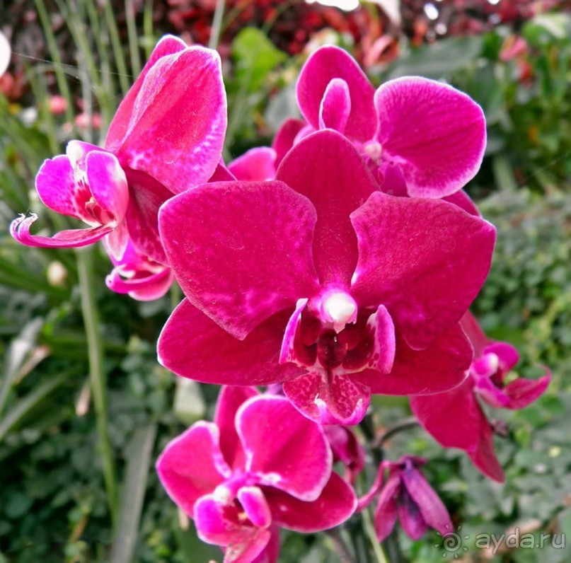 Шалом, Израиль! Часть 8. Парк орхидей "Утопия".