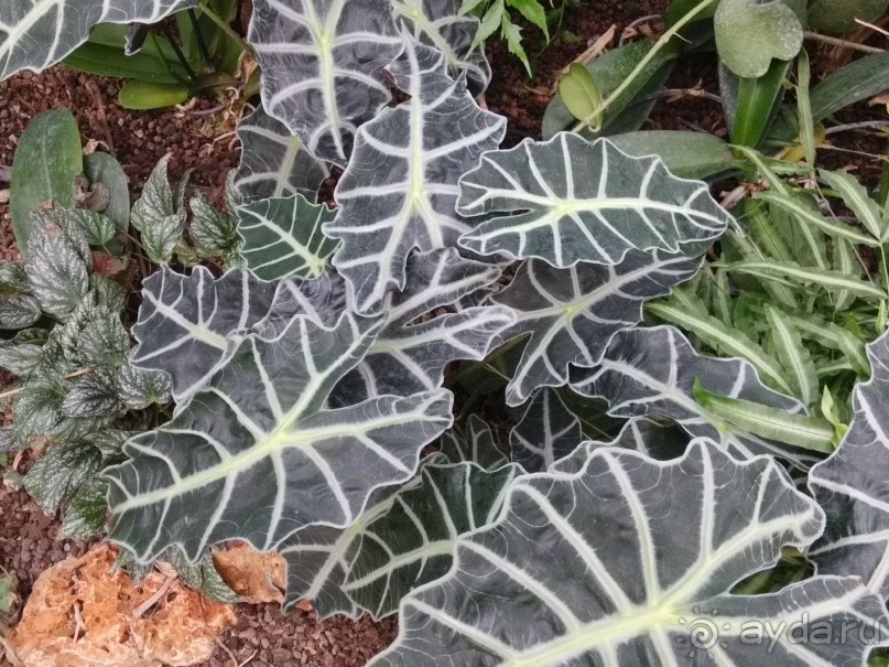 Альбом отзыва "Шалом, Израиль! Часть 8. Парк орхидей "Утопия"."