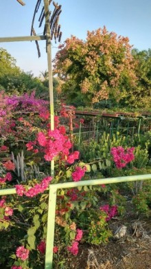 Альбом отзыва "Шалом, Израиль! Часть 8. Парк орхидей "Утопия"."