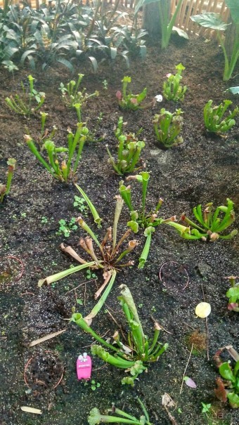 Альбом отзыва "Шалом, Израиль! Часть 8. Парк орхидей "Утопия"."