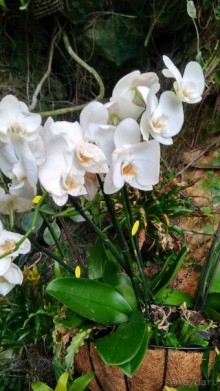 Шалом, Израиль! Часть 8. Парк орхидей "Утопия".