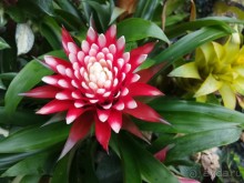 Альбом отзыва "Шалом, Израиль! Часть 8. Парк орхидей "Утопия"."