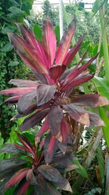 Альбом отзыва "Шалом, Израиль! Часть 8. Парк орхидей "Утопия"."