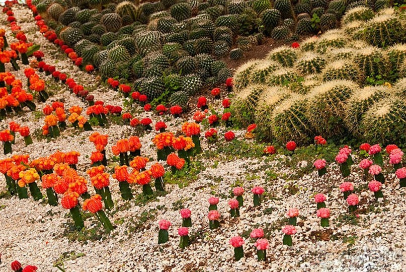 Шалом, Израиль! Часть 8. Парк орхидей "Утопия".