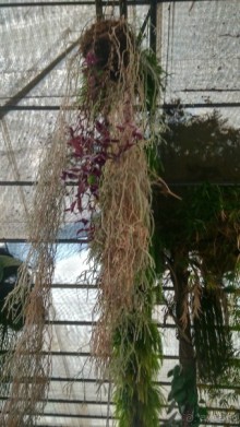 Шалом, Израиль! Часть 8. Парк орхидей "Утопия".