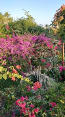 Альбом отзыва "Шалом, Израиль! Часть 8. Парк орхидей "Утопия"."