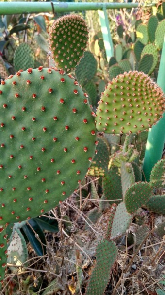 Альбом отзыва "Шалом, Израиль! Часть 8. Парк орхидей "Утопия"."