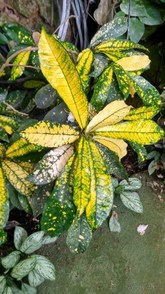 Шалом, Израиль! Часть 8. Парк орхидей "Утопия".