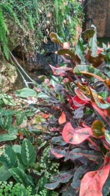 Альбом отзыва "Шалом, Израиль! Часть 8. Парк орхидей "Утопия"."