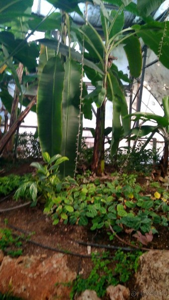 Альбом отзыва "Шалом, Израиль! Часть 8. Парк орхидей "Утопия"."