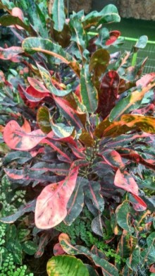 Альбом отзыва "Шалом, Израиль! Часть 8. Парк орхидей "Утопия"."