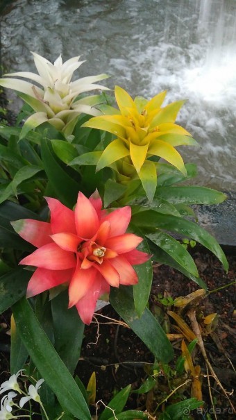 Шалом, Израиль! Часть 8. Парк орхидей "Утопия".