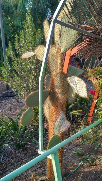 Альбом отзыва "Шалом, Израиль! Часть 8. Парк орхидей "Утопия"."