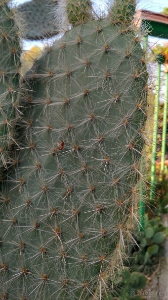 Шалом, Израиль! Часть 8. Парк орхидей "Утопия".