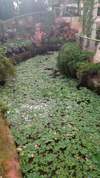 Альбом отзыва "Шалом, Израиль! Часть 8. Парк орхидей "Утопия"."