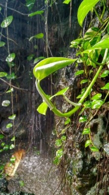 Шалом, Израиль! Часть 8. Парк орхидей "Утопия".