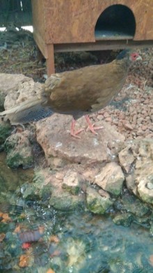 Альбом отзыва "Шалом, Израиль! Часть 8. Парк орхидей "Утопия"."