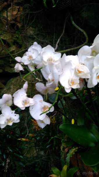 Шалом, Израиль! Часть 8. Парк орхидей "Утопия".