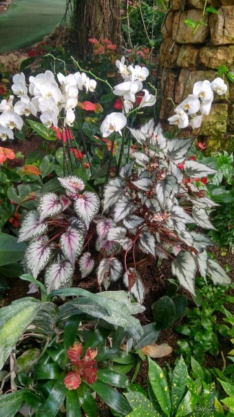 Альбом отзыва "Шалом, Израиль! Часть 8. Парк орхидей "Утопия"."