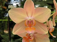 Шалом, Израиль! Часть 8. Парк орхидей "Утопия".