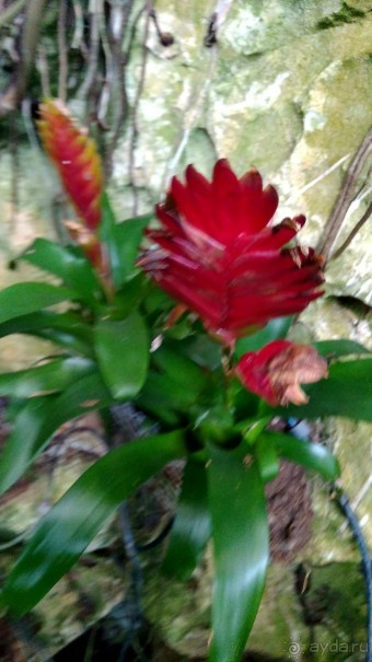 Шалом, Израиль! Часть 8. Парк орхидей "Утопия".